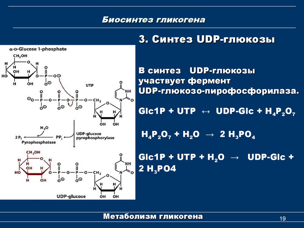 Синтез ферментов. Синтез гликогена из глюкозо-1-фосфата. Синтез гликогена (гликогеногенез). Синтез гликогена нуклеотиды. Синтез гликогена биохимия.