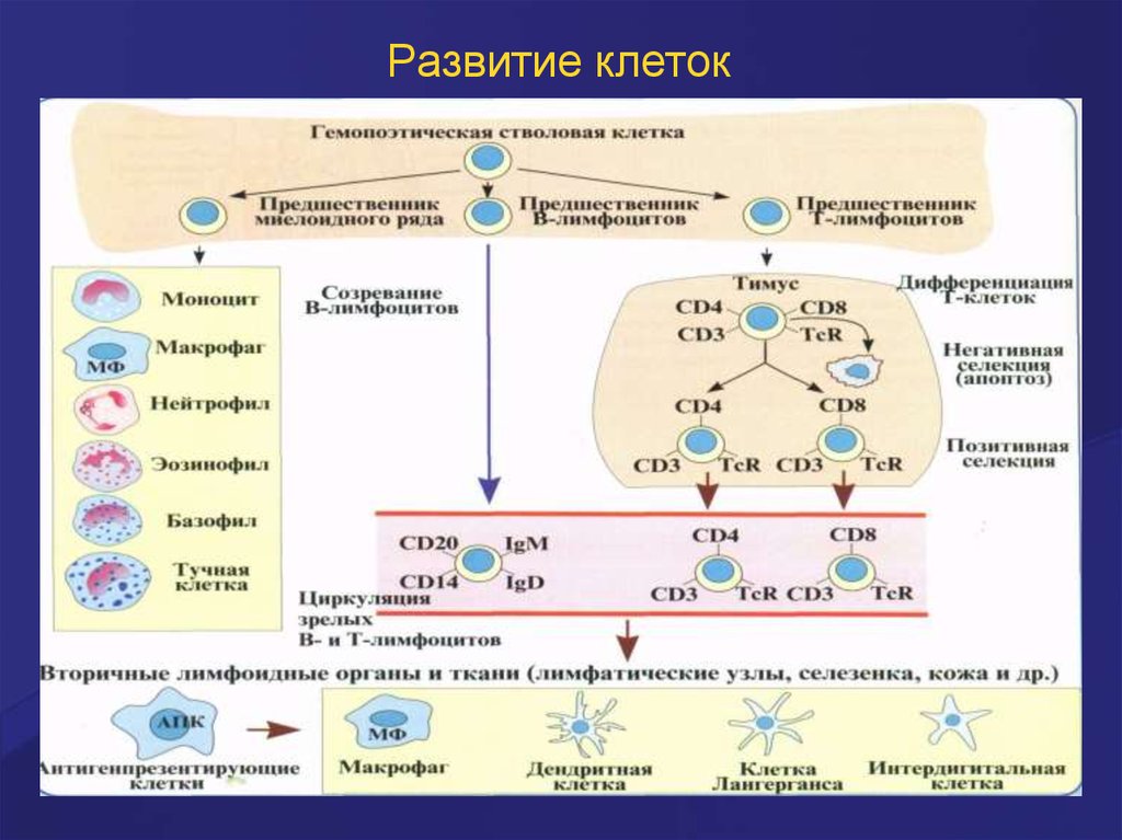 Иммуноглобулин в лимфоциты. Схема развития т лимфоцитов в тимусе. Этапы формирования стволовых клеток. Схема онтогенеза т лимфоцитов. Созревание т лимфоцитов схема.