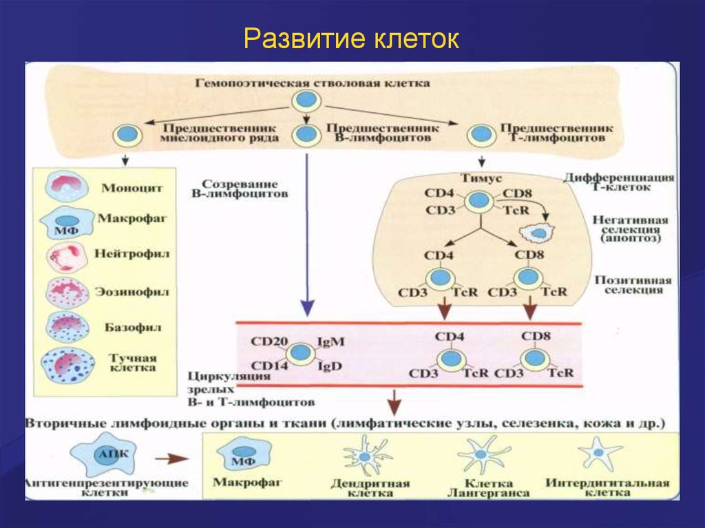 Схема развития клетки