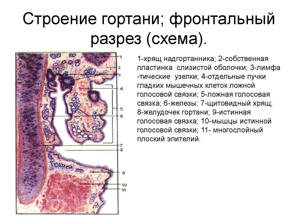 Слизистая трахеи выстлана эпителием. Строение гортани гистология. Стенка гортани гистология. Слизистая оболочка гортани гистология. Оболочки гортани гистология.