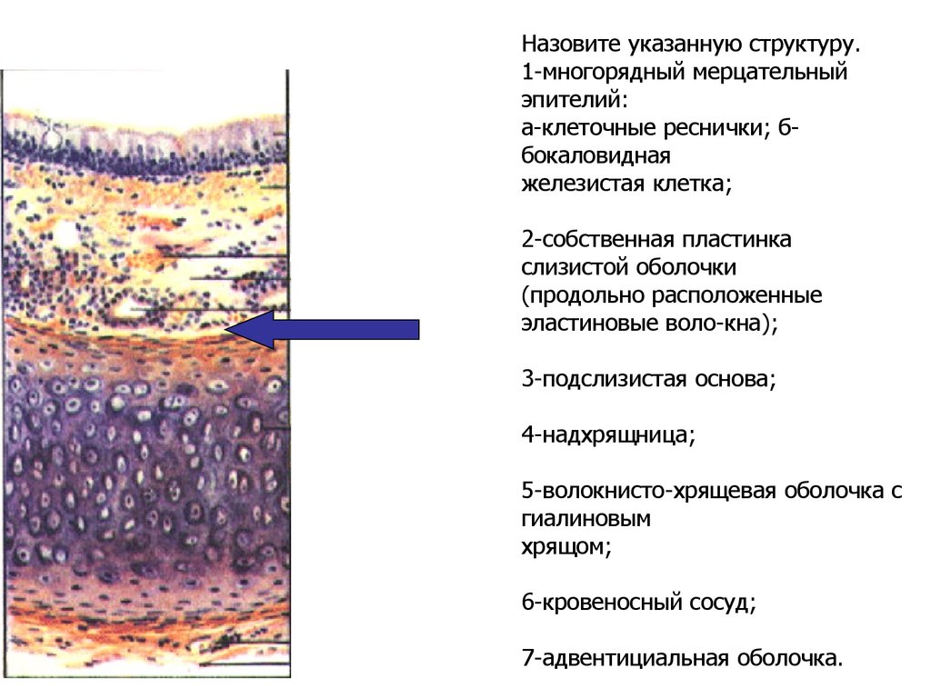 Подслизистая основа какая ткань