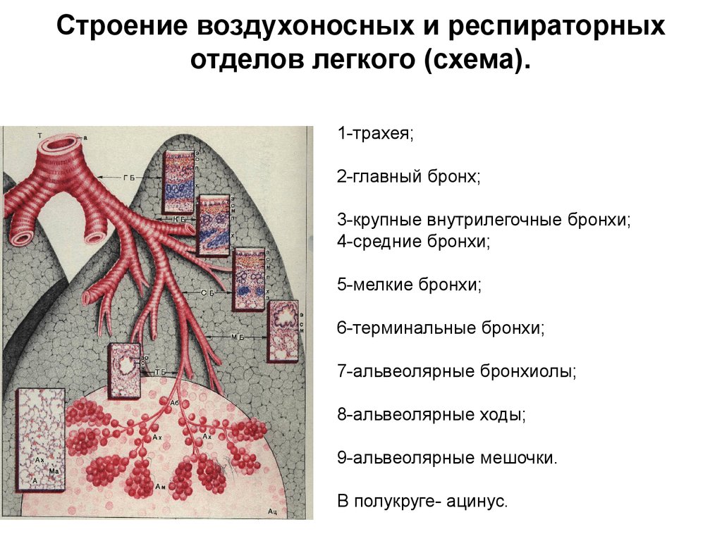 Отделы легких. Схема строения воздухоносных и респираторных отделов легкого. Строение воздухоносных путей гистология. Строение респираторного тела легкого. Схема строения респираторного отдела легкого.