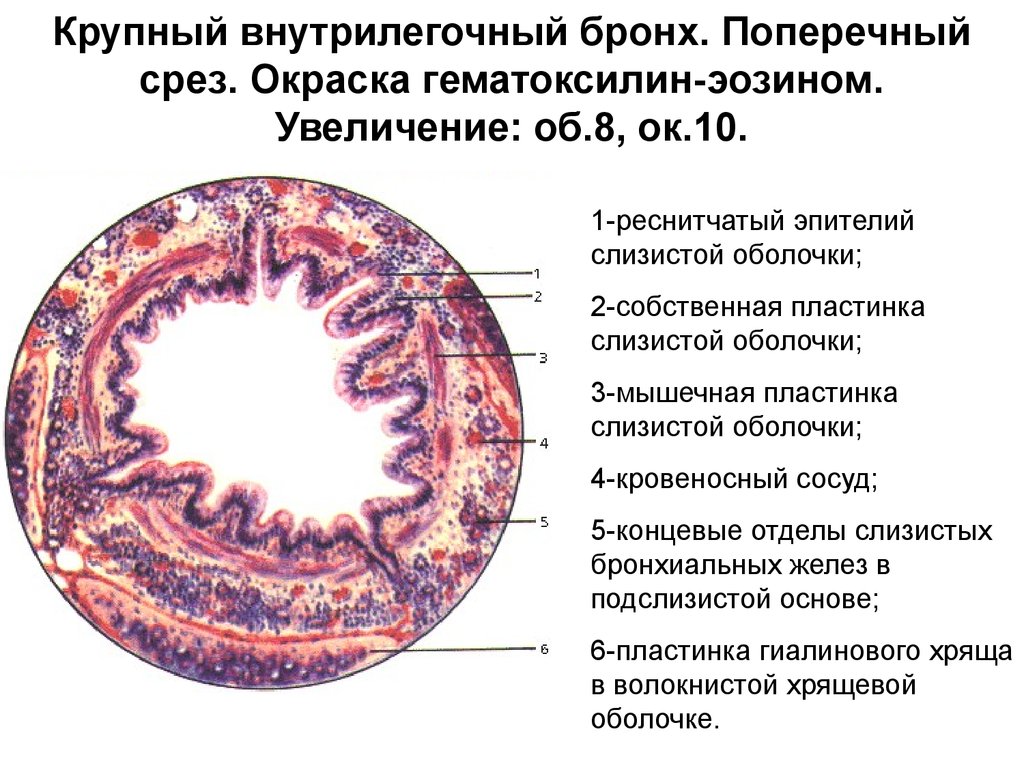 Эпителий крупных и средних бронхов