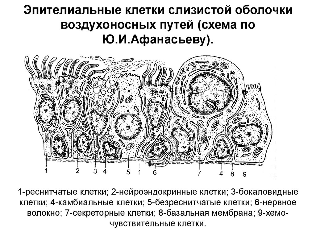 Клетки слизистой оболочки. Эпителиальные клетки слизистой оболочки воздухоносных путей. Нейроэндокринные клетки в эпителии воздухоносных путей. Клетки эпителия воздухоносных путей содержат:. Реснитчатые клетки воздухоносных путей.