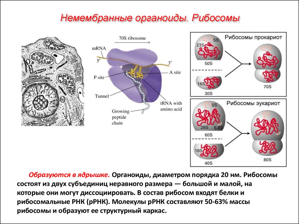 Немембранные органоиды рисунок. Органоиды клетки эукариот. Органеллы эукариотические клеткми. Классификация органелл эукариотической клетки. Органоиды эукариотической клетки.