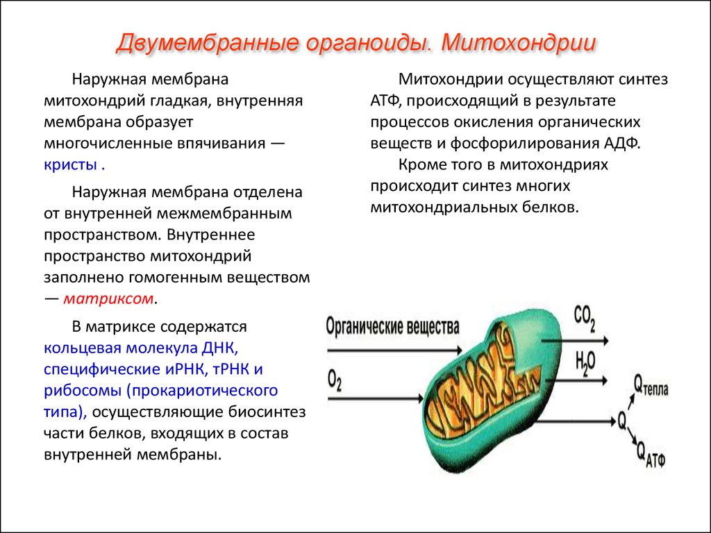 К двумембранным органоидам относятся