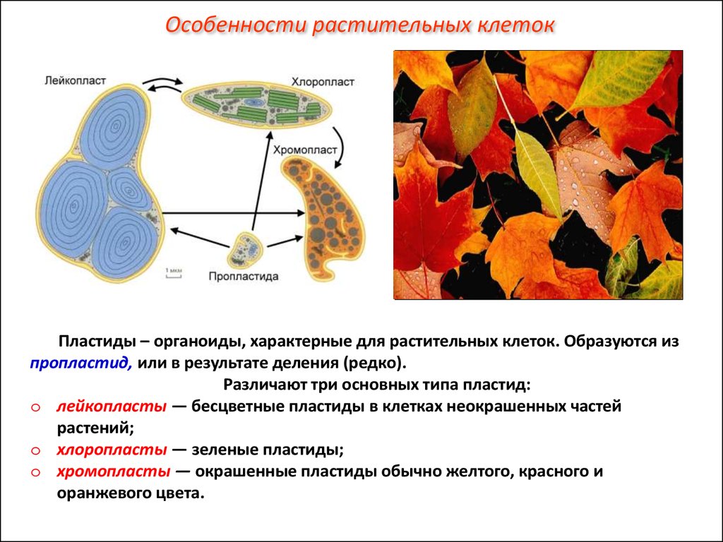 Лейкопласты в растительной клетке. Лейкопласты органоиды. Лейкопласты органоиды клеток. Хромопласты органоиды.