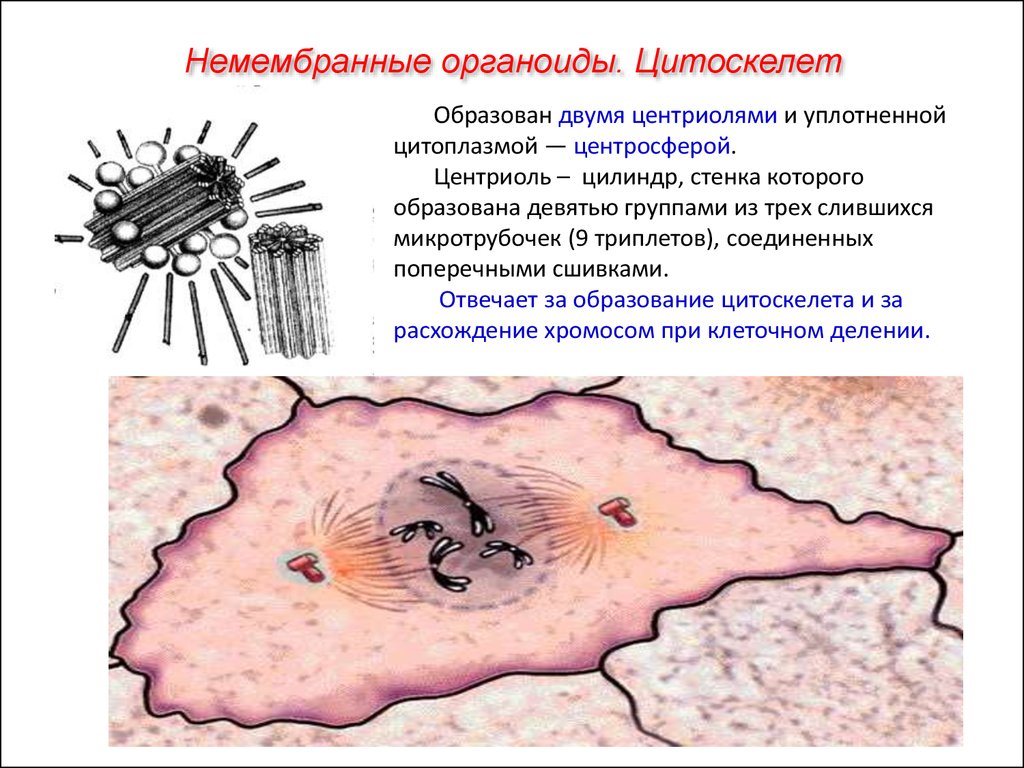 Цитоскелет клетки какой органоид. Центриоль. Органоиды клетки центриоли. Центриоли органелла. Центриоли цитоскелет.