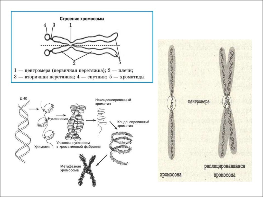 Внутреннее строение хромосом. Строение хромосомы эукариотической клетки. Строение клетки хромосомы. Строение и функции хромосом клетки. Строение хромосомы клетки 9 класс.