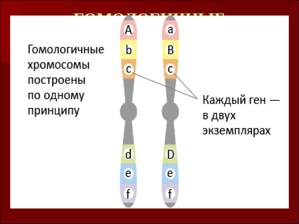 Аллель и аллельные гены. Локусы гомологичных хромосом. Гомологичные хромосомы это в биологии. Гомологичные хромосомы рисунок. Гомологические хромосомы пример.
