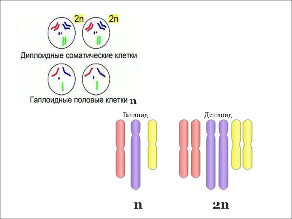 Набор хромосом клетки называют. Диплоидные клетки и гаплоидные клетки. Клетка с диплоидным набором хромосом. Гаплоидный и диплоидный набор хромосом. Соматическая диплоидная клетка.