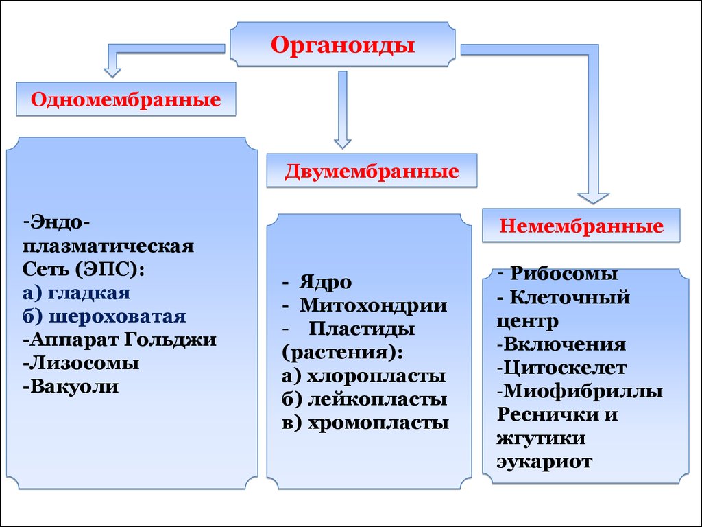 Одномембранные органоиды схема