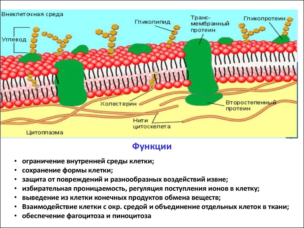 Мембрана эукариотической клетки строение. Строение гликокаликса. Функции гликокаликса в клеточной мембране. Строение мембраны эукариотической клетки. Гликокаликс в растительной и животной клетки.