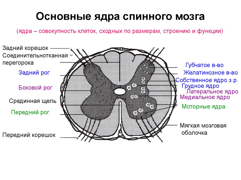 Центральное ядро спинного мозга. Спинной мозг строение срез ядра. Ядра серого вещества спинного мозга схема. Основные структуры поперечного среза спинного мозга. Ядра поперечного среза спинного мозга анатомия.