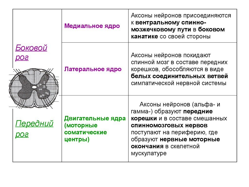 Нервная система гистология презентация