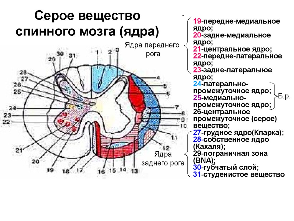 Центральное ядро спинного мозга. Медиальное ядро боковых Рогов спинного мозга. Ядра передних Рогов спинного мозга функции. Ядра серого вещества спинного мозга анатомия. Ядра задних Рогов спинного мозга.