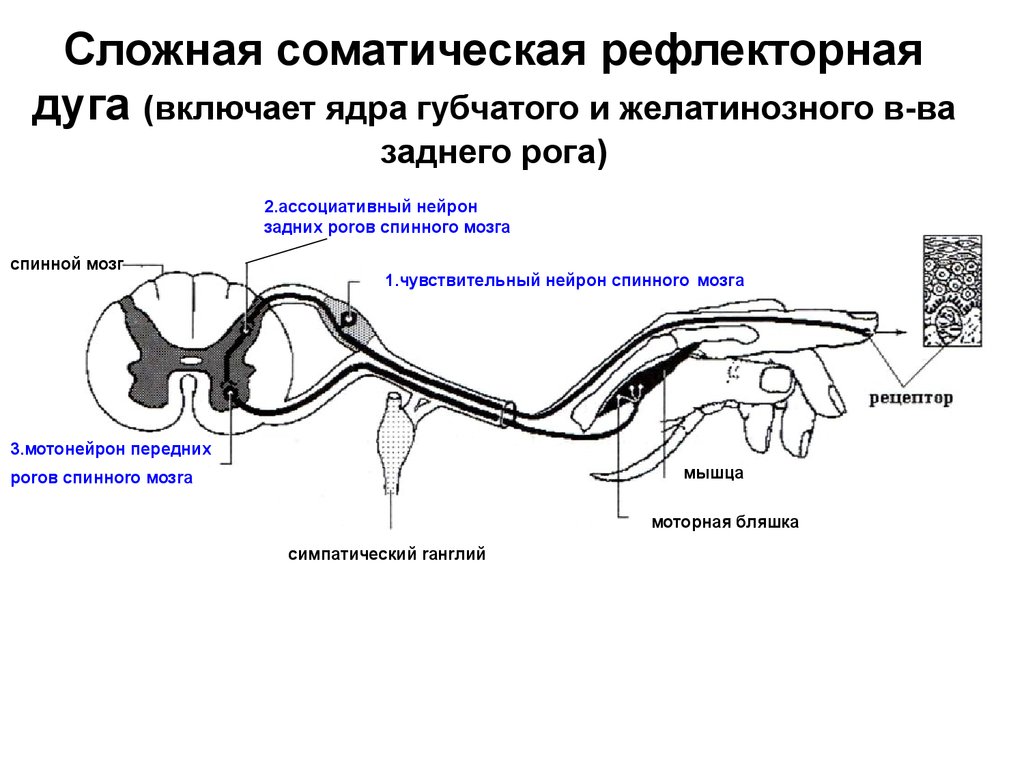 Рефлекторные дуги схема