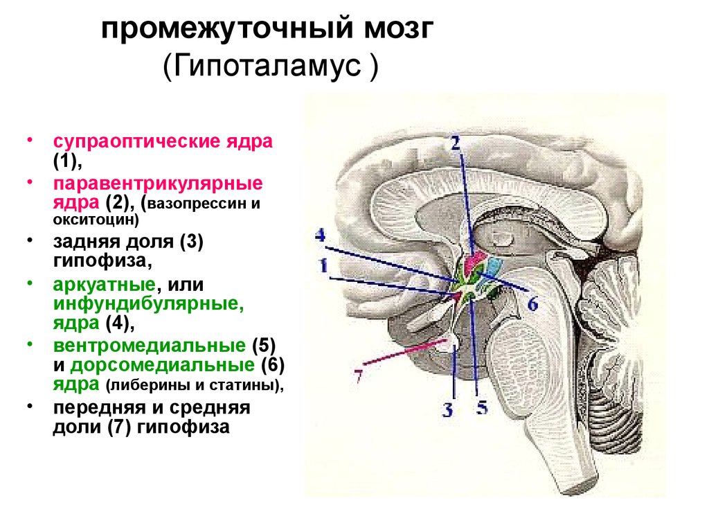 Гипоталамус на схеме мозга