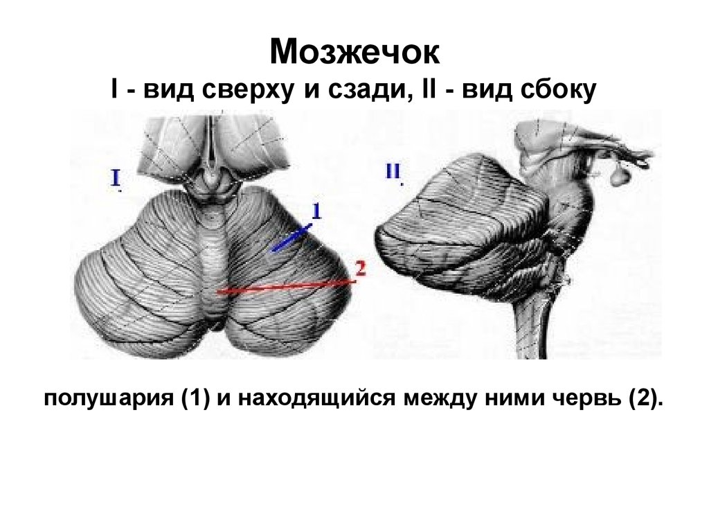 Мозжечок строение рисунок