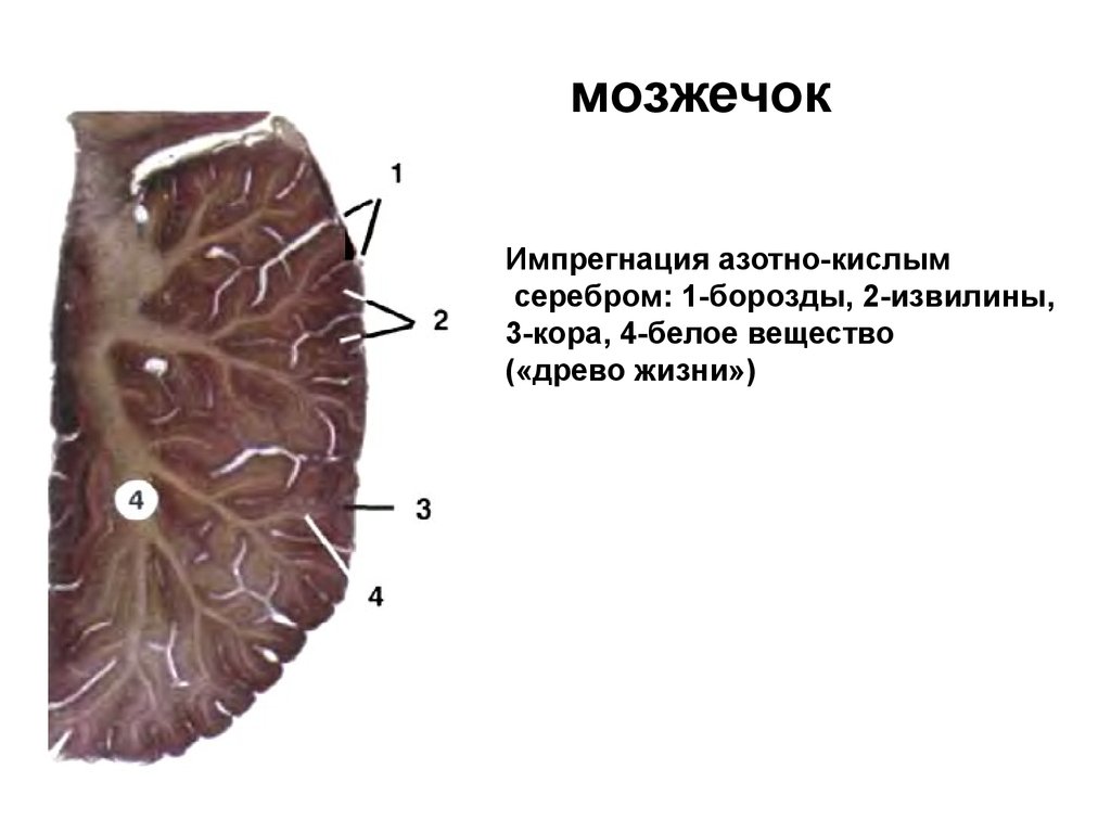 Мозжечок гистология рисунок