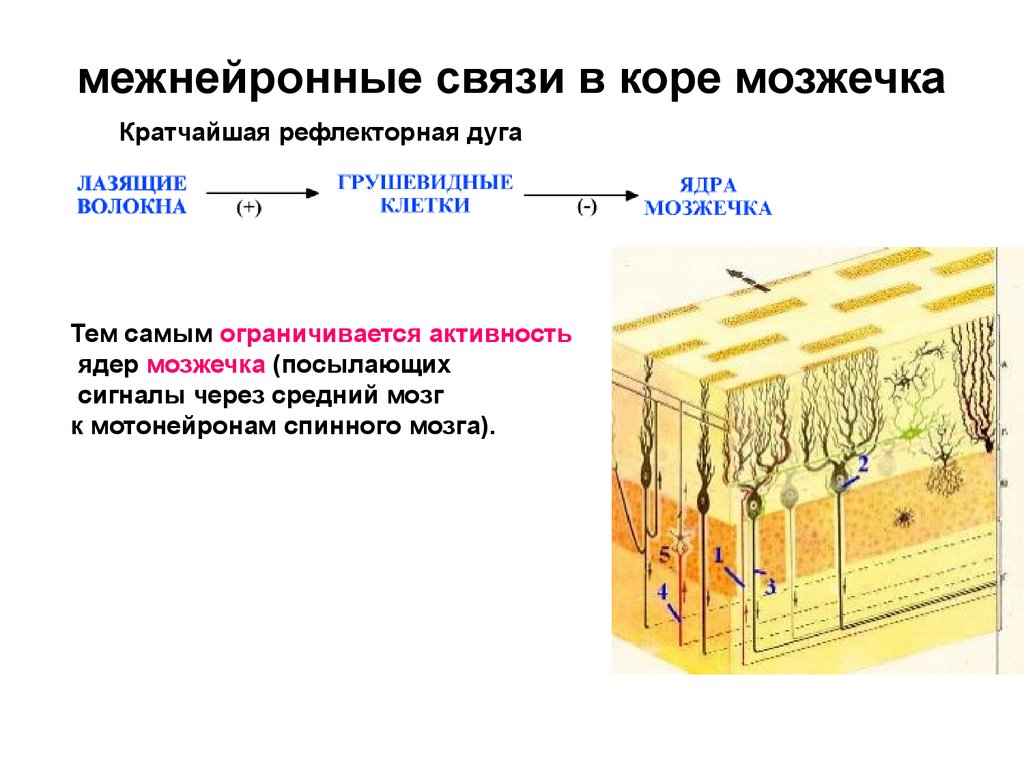 Схема межнейрональных связей в коре мозжечка функциональные взаимосвязи