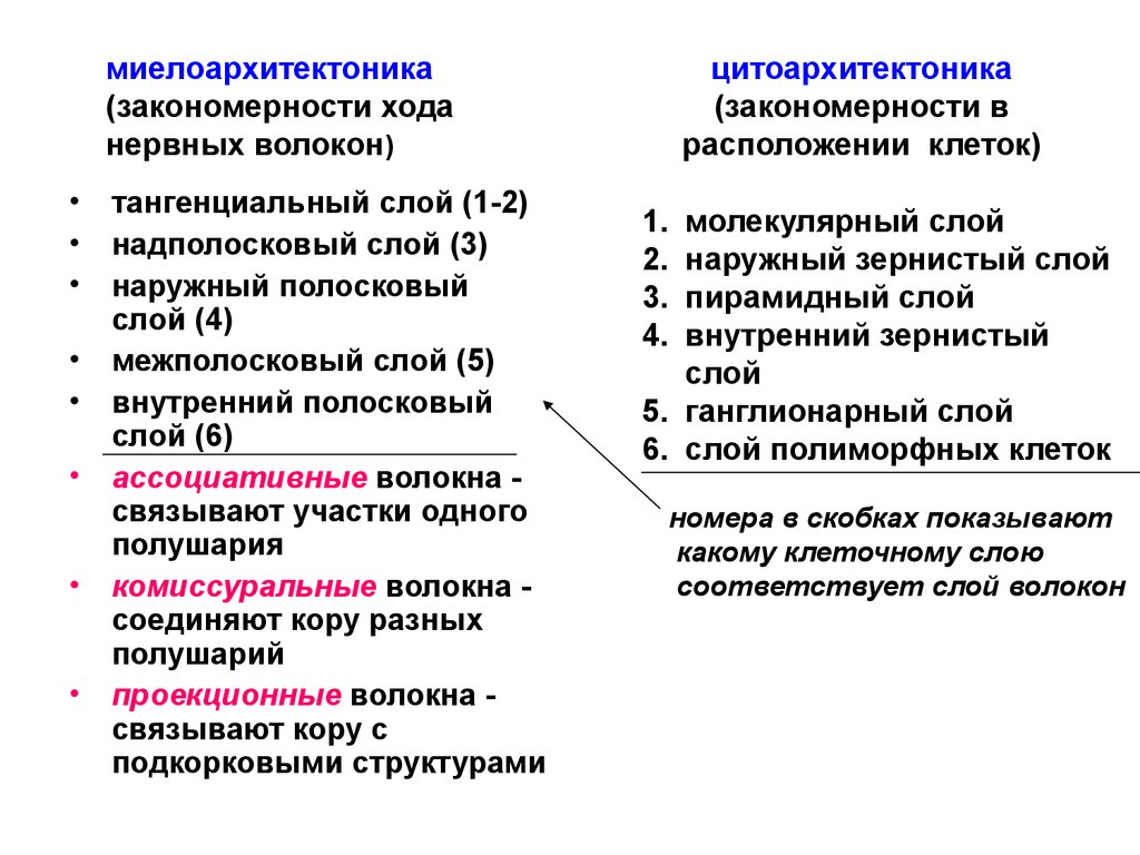 Внутренний 5. Схема цито и миелоархитектоника коры больших полушарий. Цито и миелоархитектоника коры больших полушарий. Миелоархитектонические слои коры больших полушарий. Миелоархитектоника коры головного мозга.