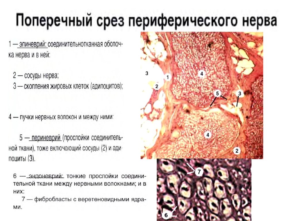 Нервная система гистология презентация