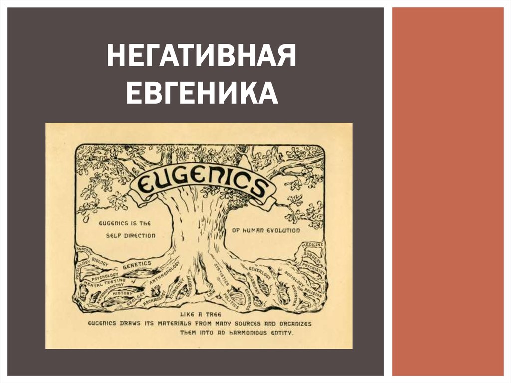 Евгеника это. Евгеника Древо. Негативная Евгеника. Евгеника презентация. Евгеника логотип.