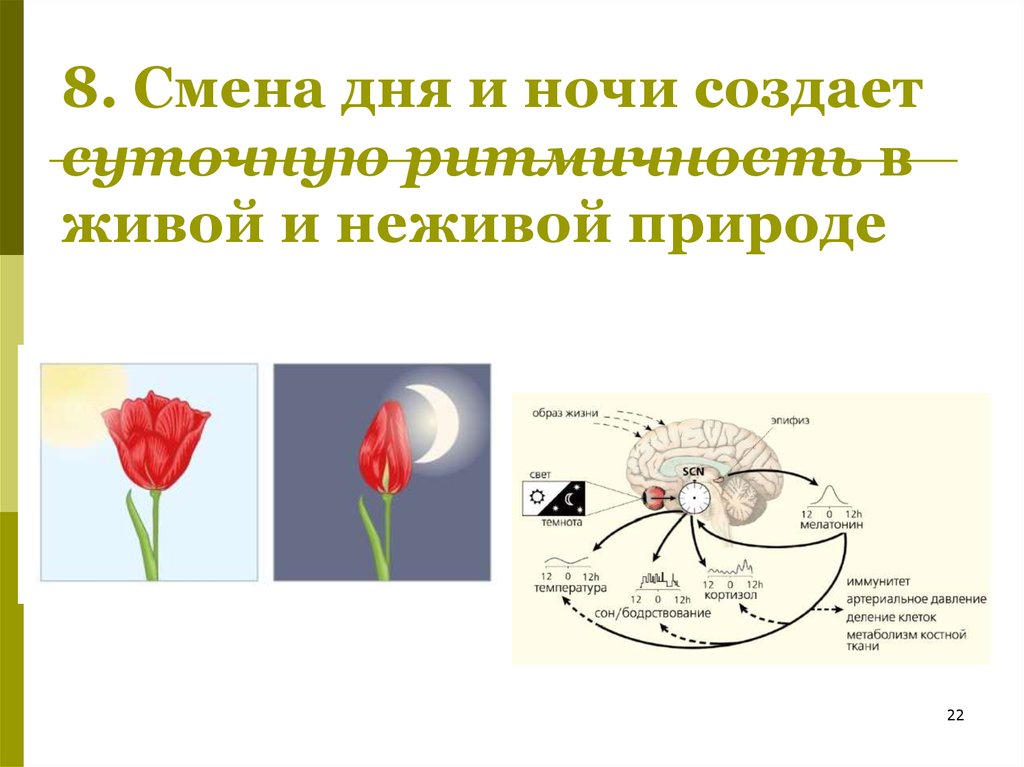 Ритмичность рисунок по биологии