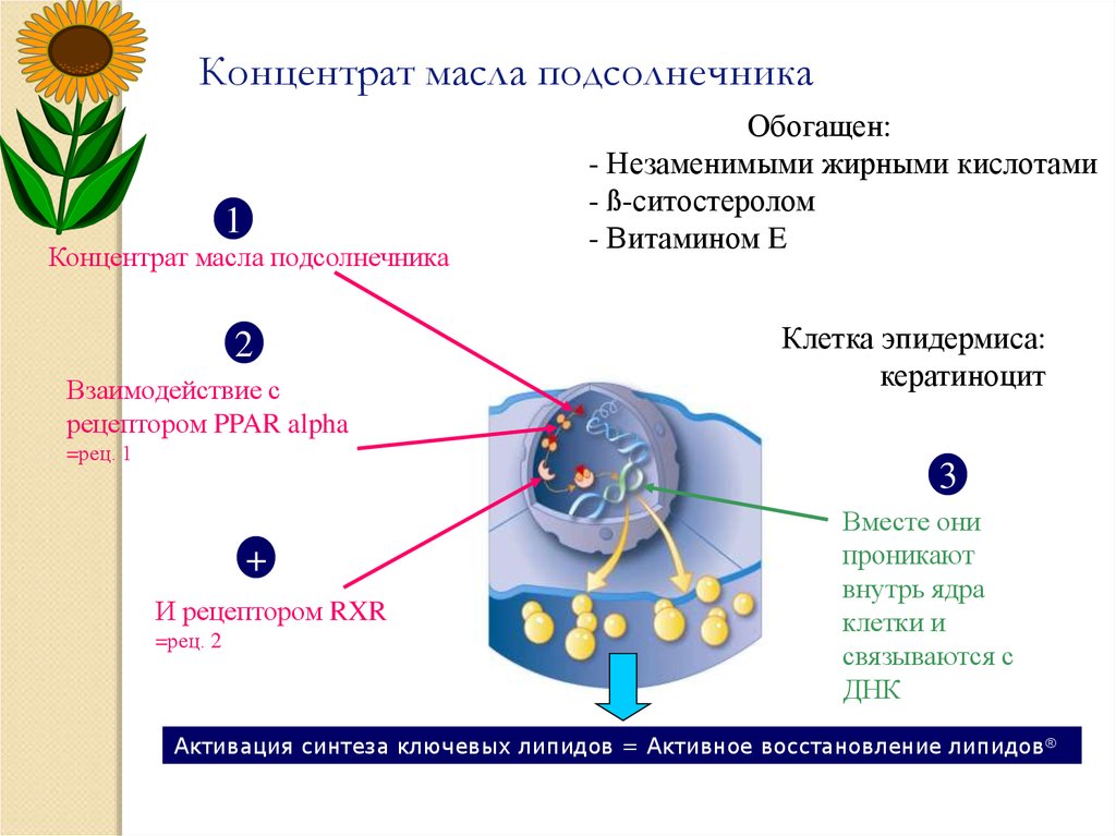 Клетки подсолнечника. Поврежденные клетки подсолнечника. Клетки подсолнечного масла. Соматическая клетка подсолнуха.