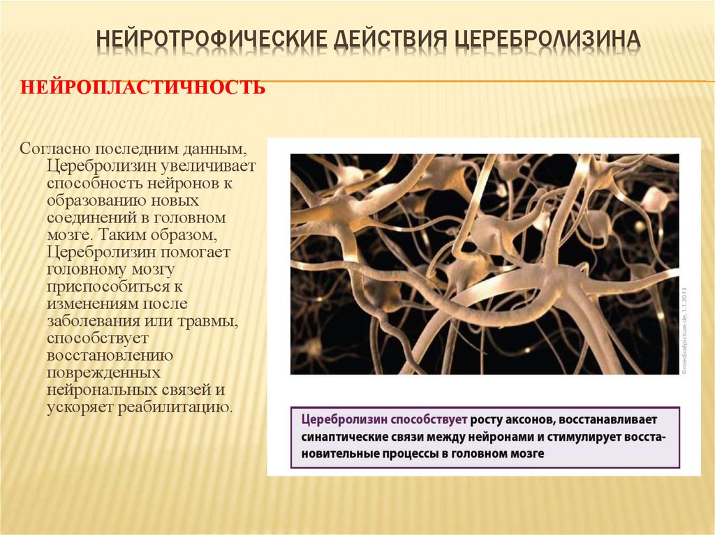 Согласно последней информации. Нейропластичность мозга. Концепция нейропластичности мозга. Нейротрофические факторы. Нейротрофическое действие это.