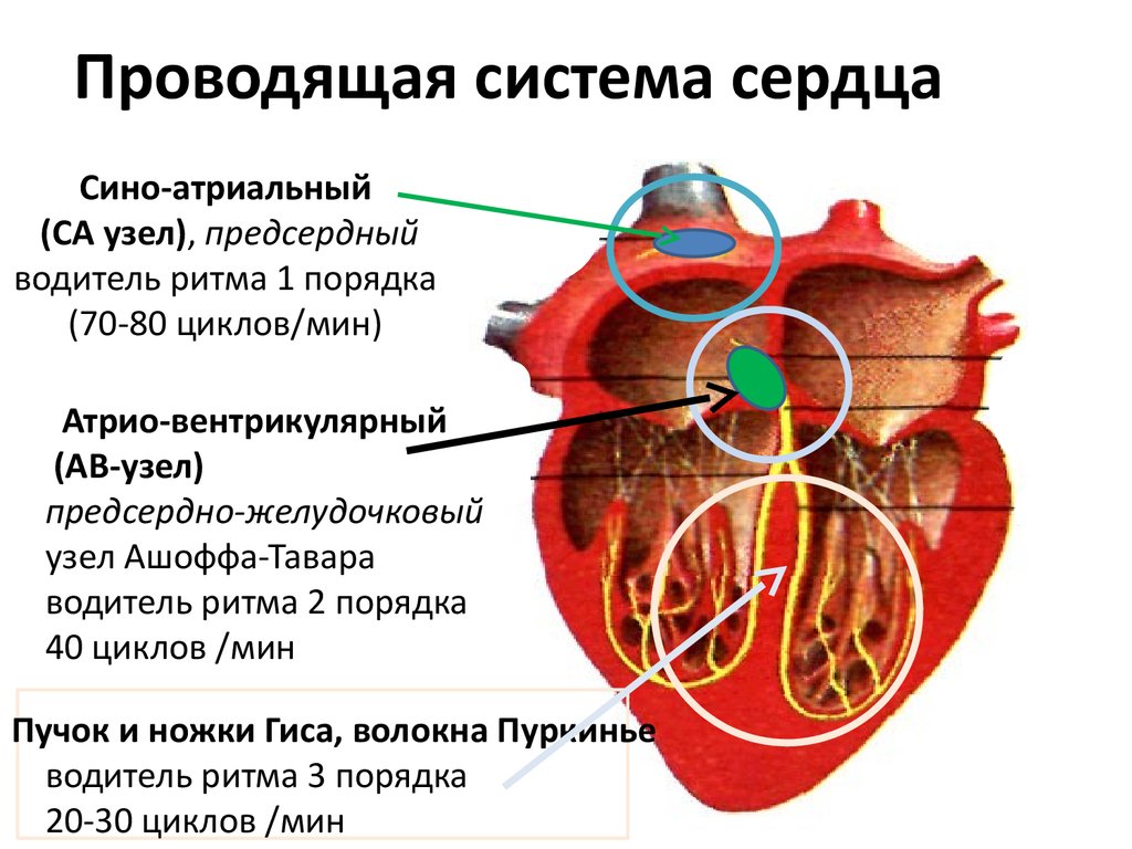 Сердце образовано клетками. Проводящая система сердца анатомия и физиология. Название узлов проводящей системы сердца. Проводящая система сердца синоатриальный узел. Функции элементов проводящей системы сердца.