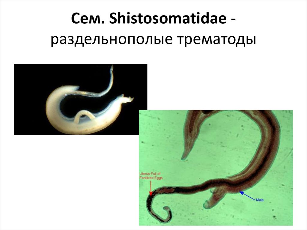 Обоеполые черви. Раздельнополые трематоды. Раздельнополые сосальщики. Аскариды гермафродиты или раздельнополые. Плоские черви гермафродиты или раздельнополые.
