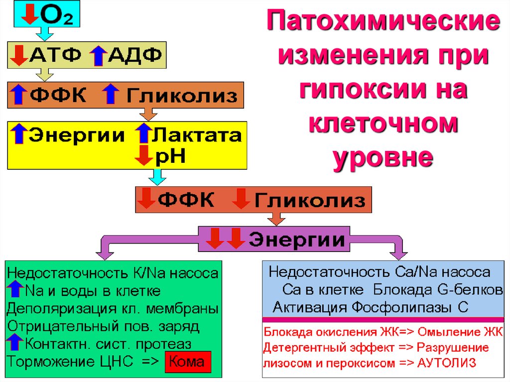 Гипоксия клеток. Гипоксия на клеточном уровне. Клетка при гипоксии. Кислородное голодание на клеточном уровне.