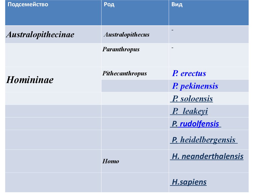 Представители родов. Таксономика. Подсемейство человека.