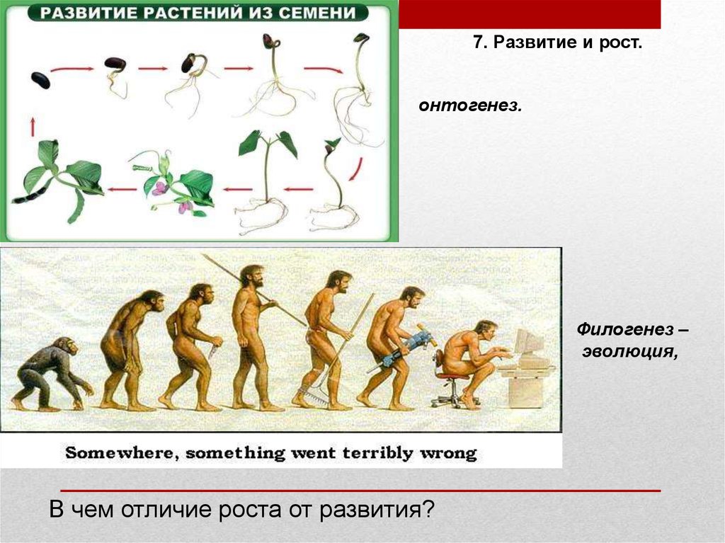 Филогенезом называется