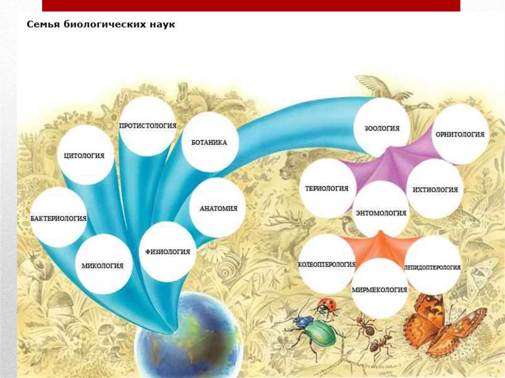 Схема биологические науки