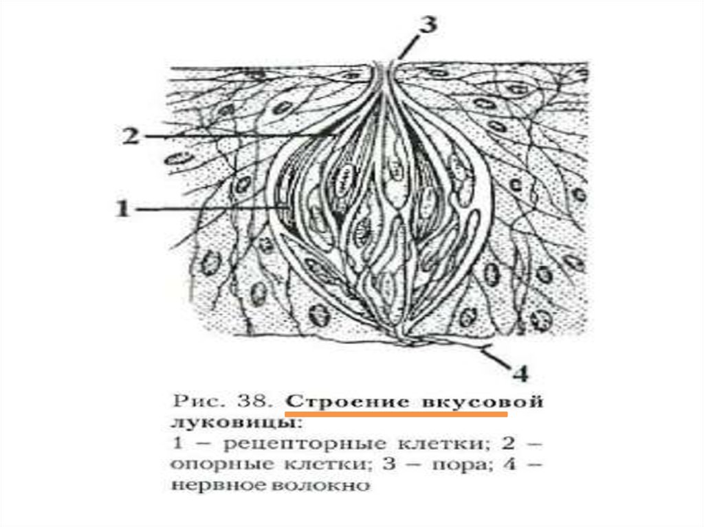 Схема строения вкусовой почки