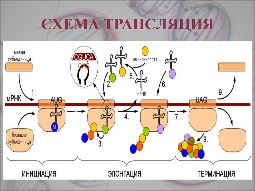 Второй этап трансляции. Схема элонгации трансляции биохимия. Схема трансляции белка биохимия. Схема синтеза белка в рибосоме трансляция. Схема процесса трансляции биология.