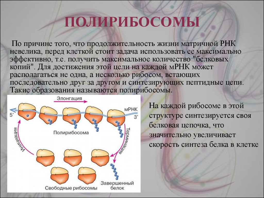 Рибосомы образование белков. Структура Полирибосомы. Строение Полирибосомы. Строение рибосом функционирование полирибосом. Полирибосомы строение и функции.