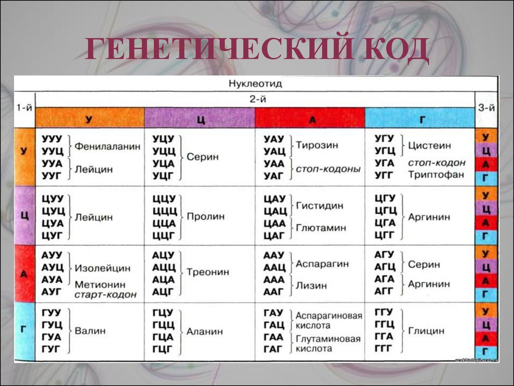 Последовательность нуклеотидов участка молекулы днк. Генетический код триплет и РНК таблица. Таблица генетического кода кодоны. Таблица кодировки аминокислот нуклеотидами ДНК. Таблица старт кодонов.