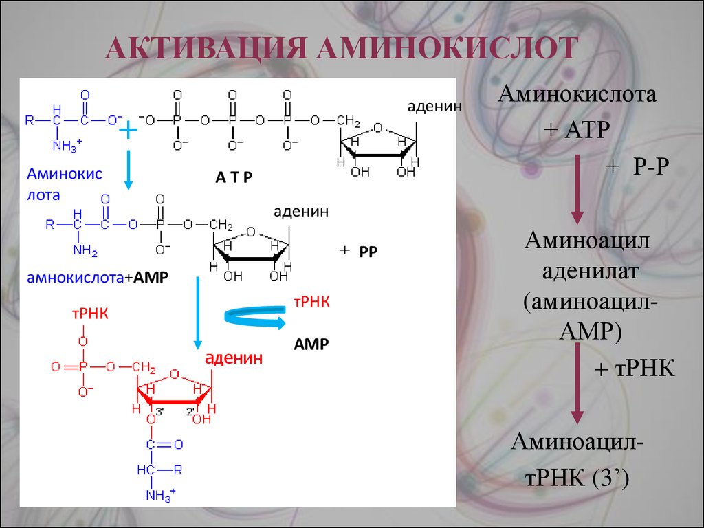 Схема получения аминокислот