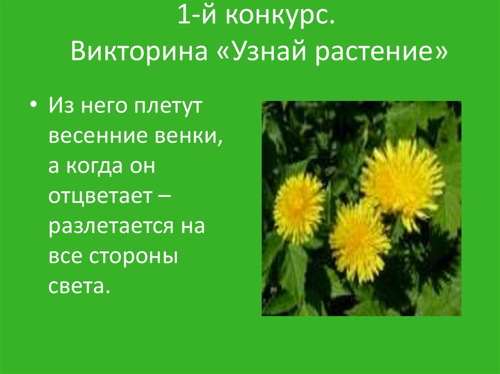 Как можно проверить викторину. Узнай растение.