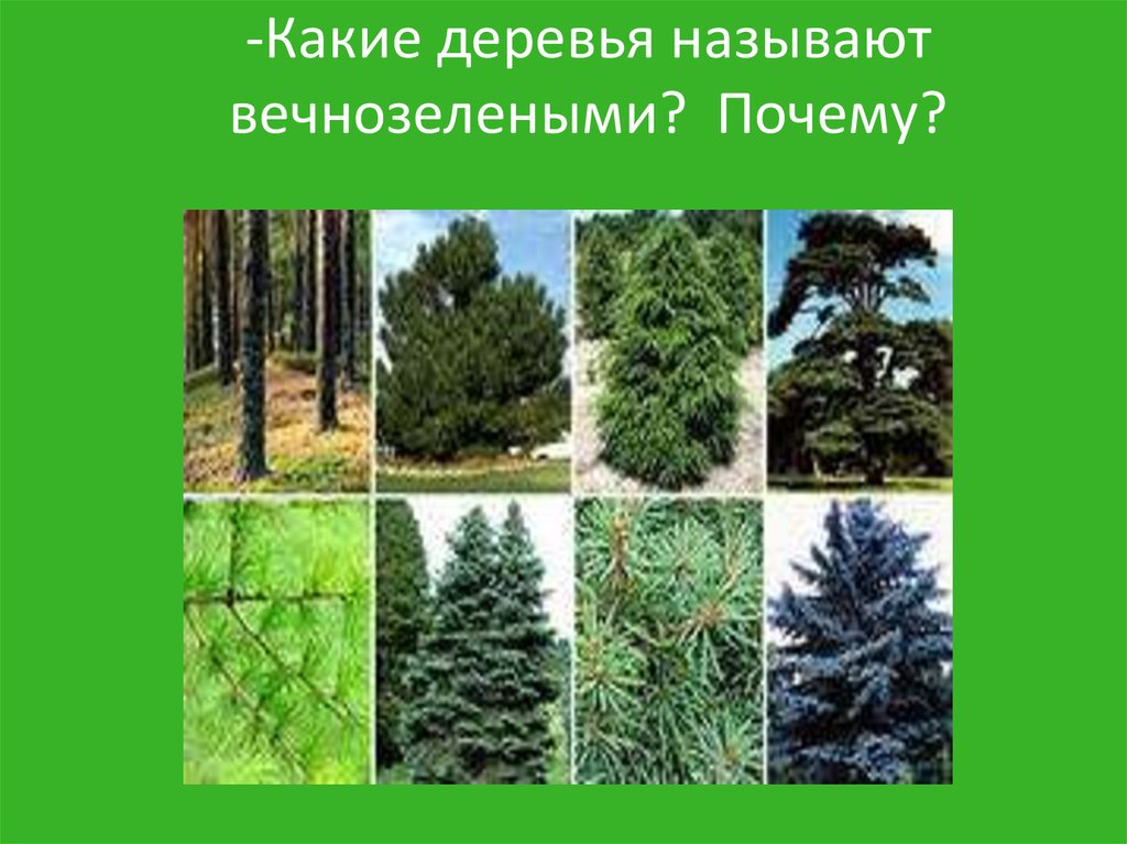 -Какие деревья называют вечнозелеными? Почему?