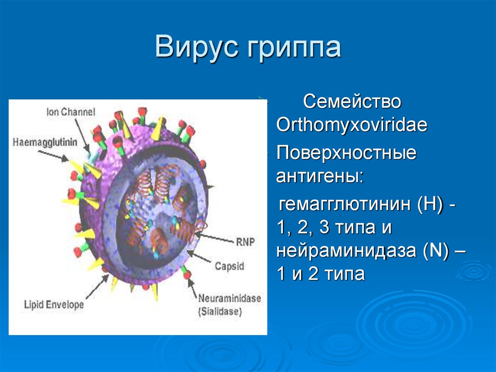 Грипп относят к. Вирусы гриппа а, в, с (Orthomyxoviridae).. Строение вируса гриппа антигены. Схематическая структура вируса гриппа. Семейство ортомиксовирусов.
