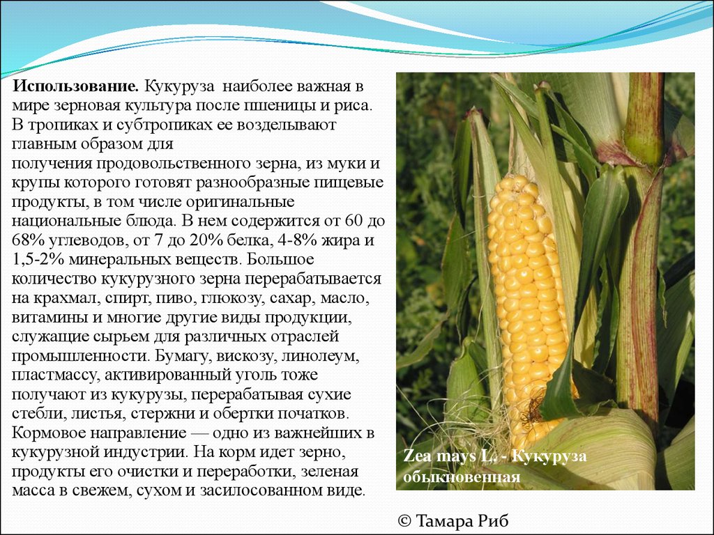 Кукуруза доклад 3 класс. Сообщение о культурном растении. Доклад о культурном растении. Использование кукурузы. Сообщение о кукльтурном раст.