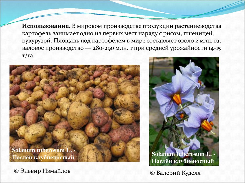 Какие культурные растения завезены. Культурные растения. Картофель презентация. Культурные растения картошка. Сообщение о культурном растении.