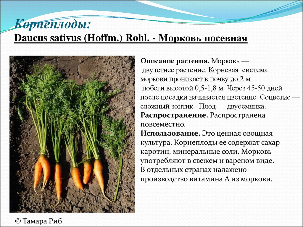 Сколько потребуется морковок. Сообщение о культурном растении. Культурное растение морковь. Описание моркови. Описание культурного растения.
