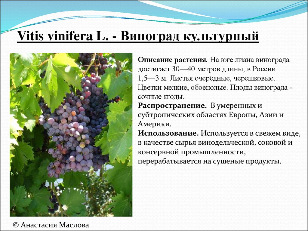 Сорт винограда рпс фото и описание