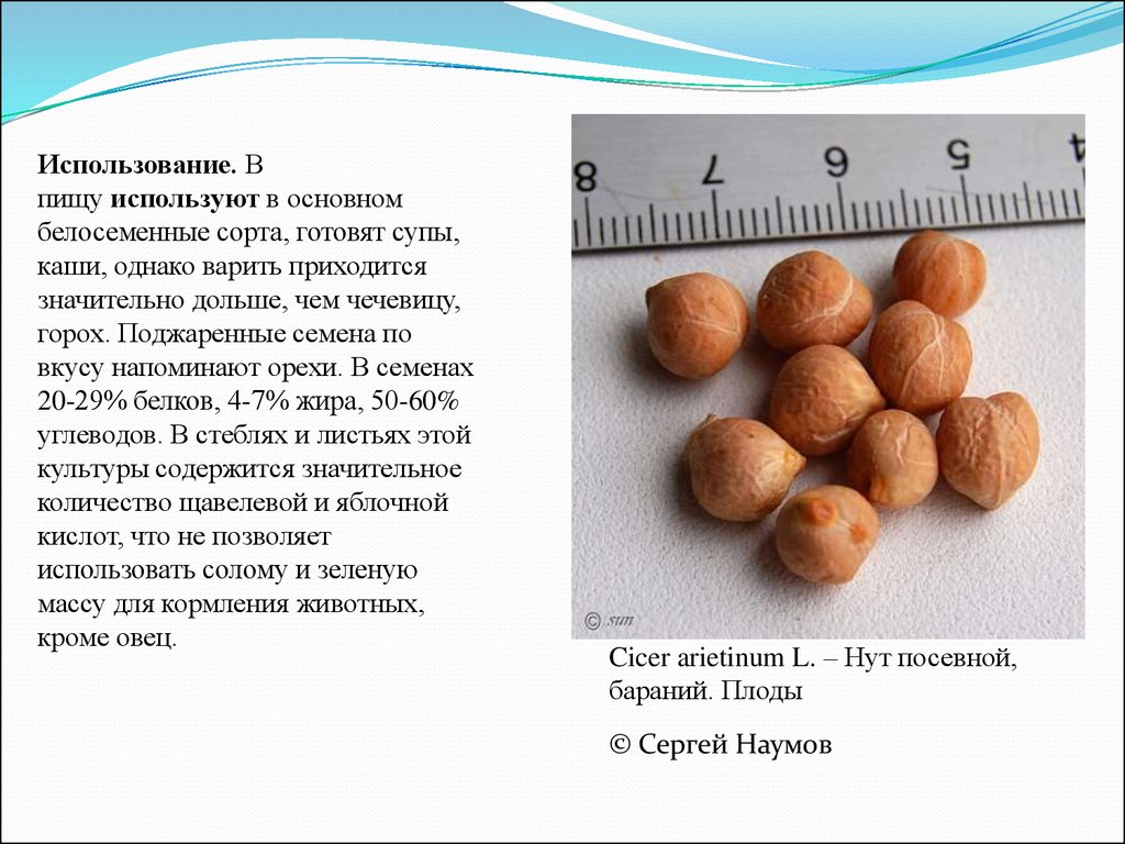 Загадка нут. Нут Cicer arietinum. Нут, или бараний горох (Cicer arietinum). Какие семена используют в пищу. Нут это белок или углевод.